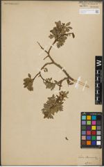 Foto von Salix starkeana Willd.
